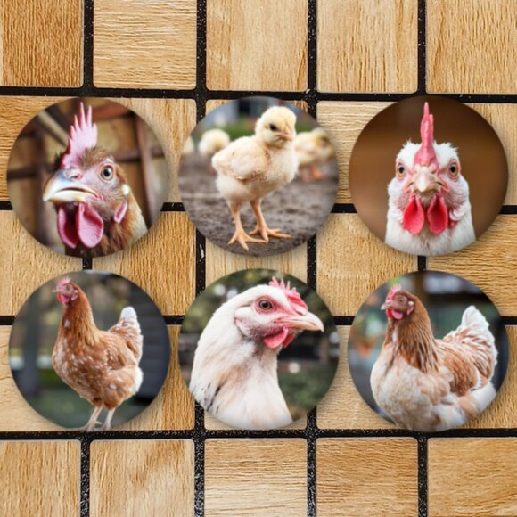 Chicken Fridge Magnets Set Of 6 Metal Magnets For Home Office Kitchen School - Picture 1 of 6